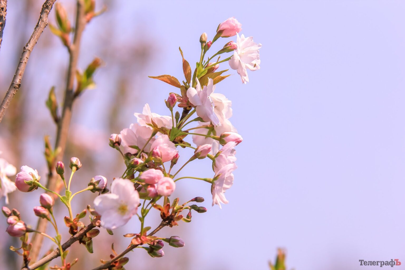 Якою буде погода на Прикарпатті 6 квітня