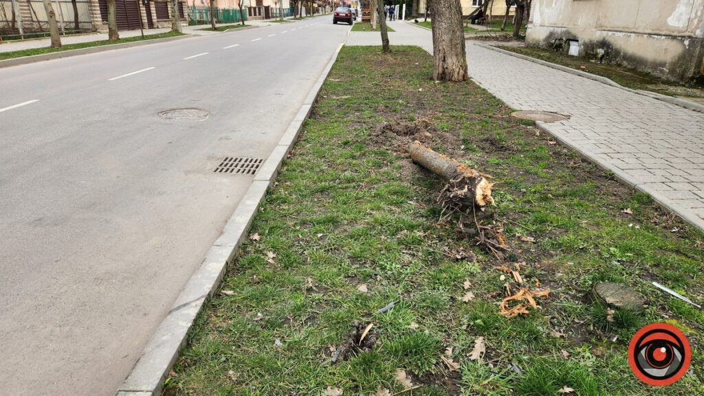 Поліцейські розшукали водія, який у Коломиї врізався в дерево і втік з місця ДТП