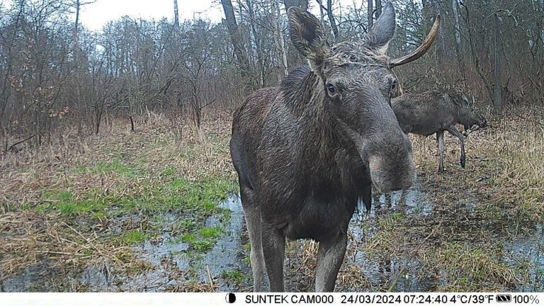 На Прикарпатті у фотопастку потрапив рідкісний лось, котрий занесений до Червоної книги