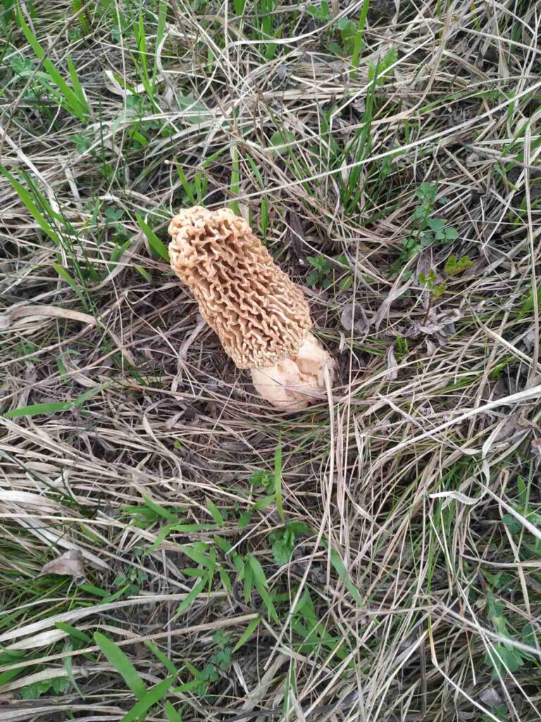 На Прикарпатті знайшли рідкісний “червонокнижний” їстівний гриб. ФОТО