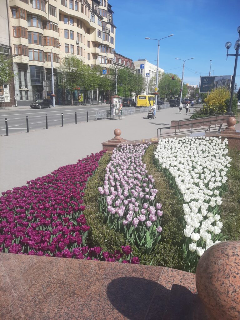 У Івано-Франківську розквітають різнобарвні тюльпани ФОТО