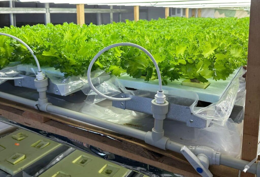 у лідерах за виграними грантами,Власна справа,Світлана Онищук