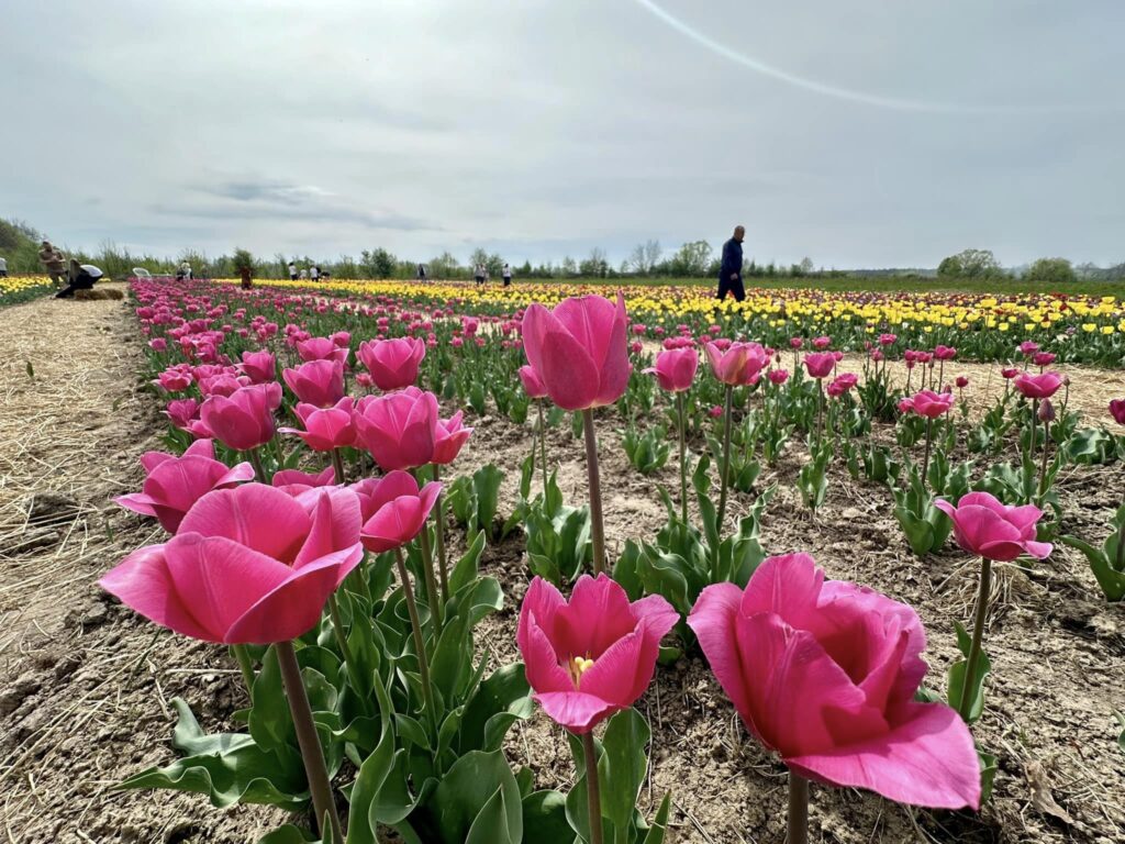 В Тисмениці розквітло тюльпанове поле ФОТО