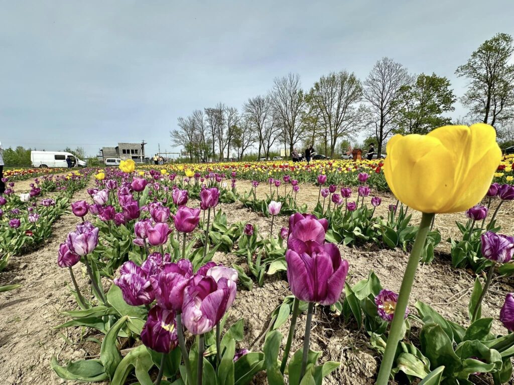В Тисмениці розквітло тюльпанове поле ФОТО