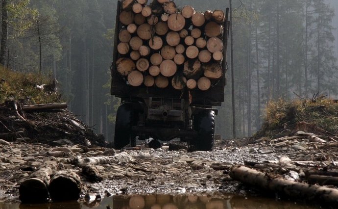 На Франківщині судитимуть керівництво лісгоспу за незаконну вирубку лісу на 250 млн грн