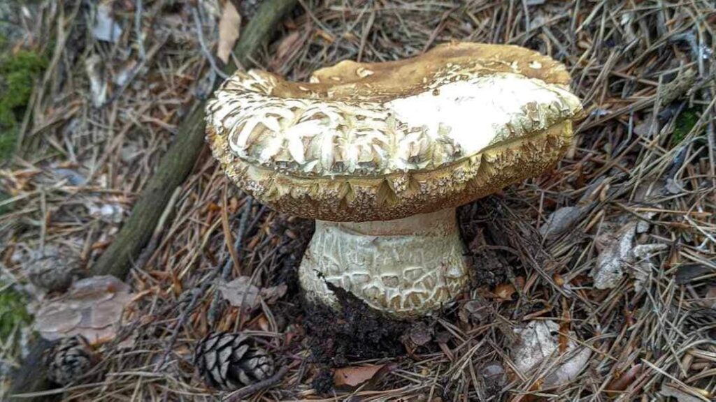 почали збирати перші боровики,На околицях Косова