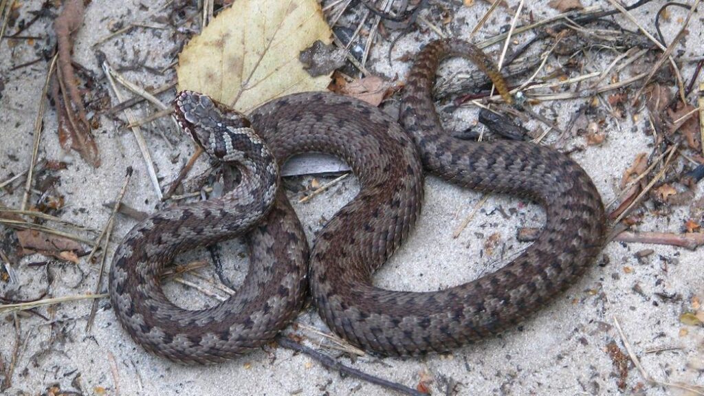 Які види змій поширені на Прикарпатті та що робити при укусах плазунів