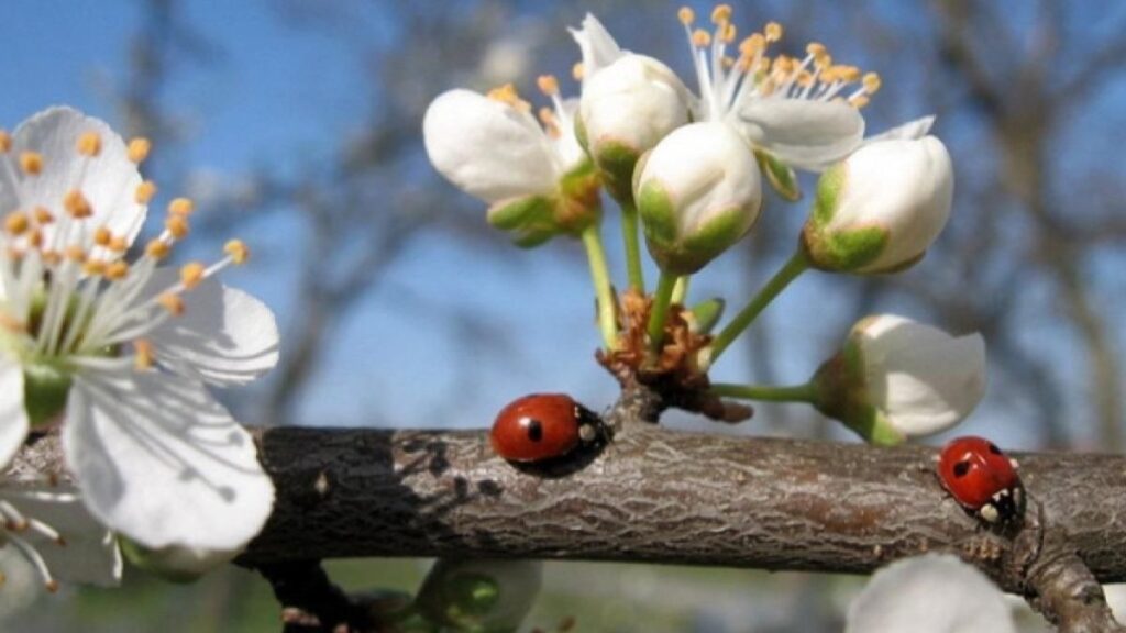 погода на Прикарпатті,Івано-Франківський обласний центр з гідрометеорології