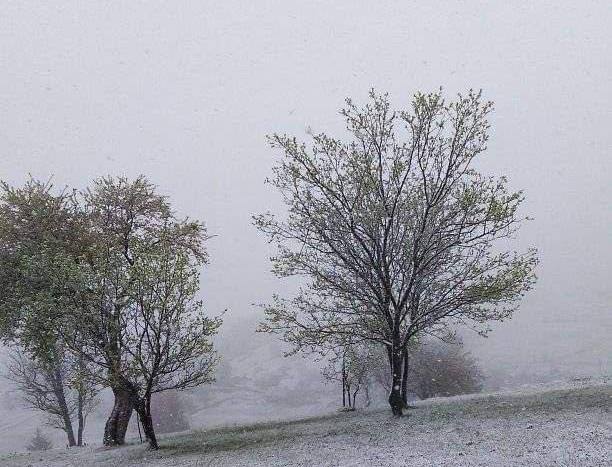 Прикарпаття накрило снігом. ФОТО