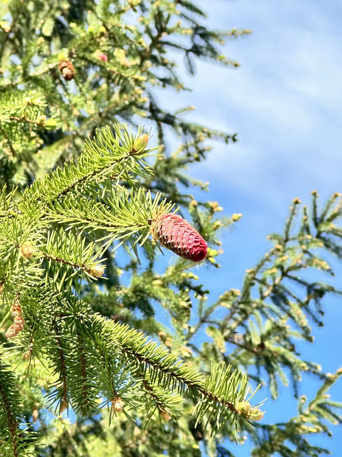 Унікальне явище: у Карпатах зацвіла смерека