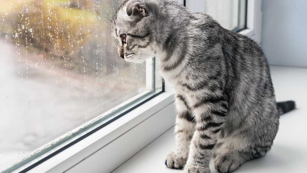 погода 11 травня на Прикарпатті,Івано-Франківський центр з гідрометереології.