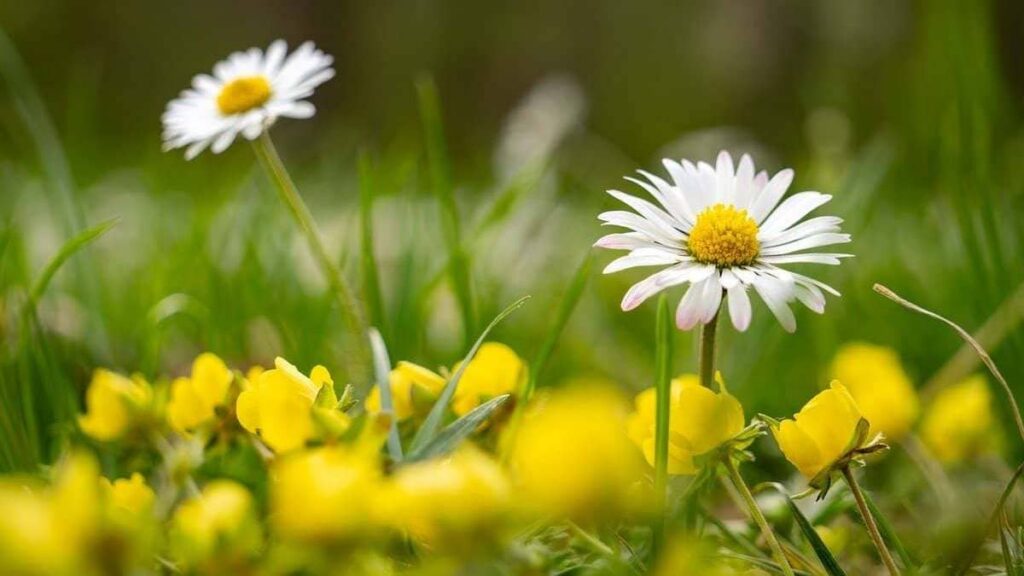 якою буде погода 12 травня,Івано-Франківський обласний центр з гідрометеорології,прогнозують мінливу хмарність