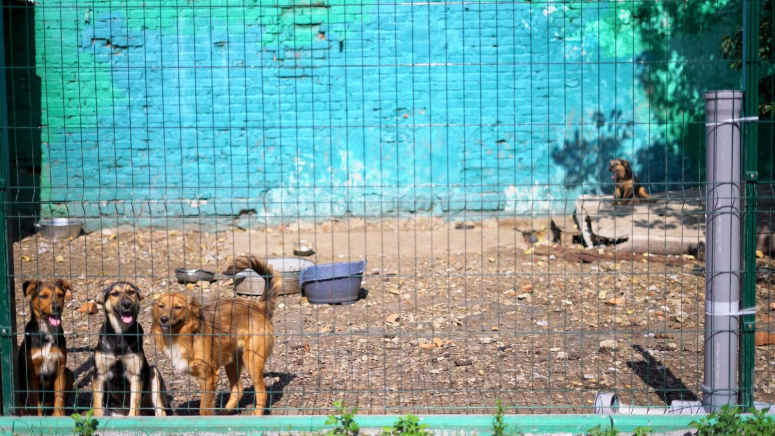 У Калуському “Домі Сірка” поселилися 18 собак із зони бойових дій