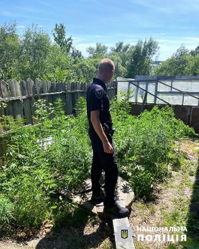 На Коломийщині поліцейські викрили чоловіка, який вирощував коноплю на городі