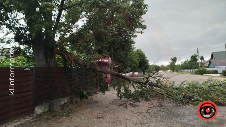 На Коломийщині сильний вітер повалив дерево на дорогу