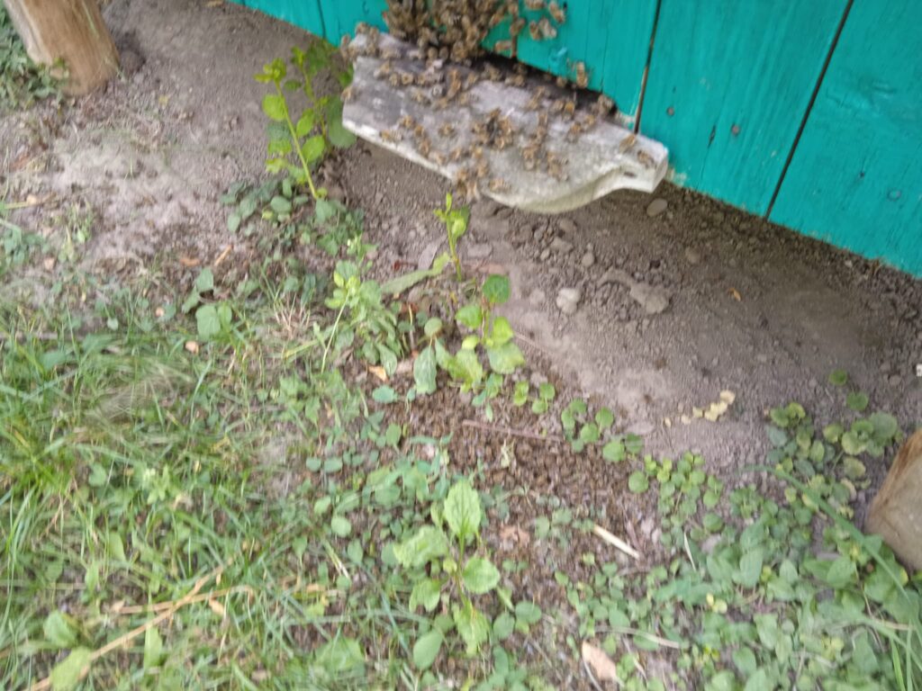 В Івано-Франківському районі масово потруїли бджіл ВІДЕО