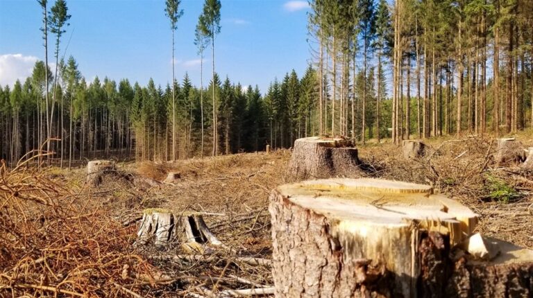 На Івано-Франківщині майстер лісу незаконно нарубав дерев на понад 3 мільйони