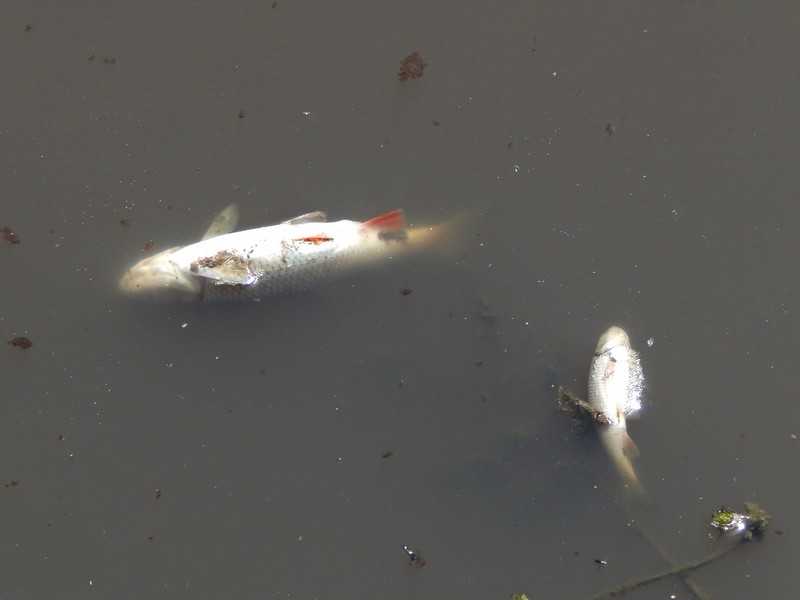 У річці Сівка на Калущині виявили загиблу рибу