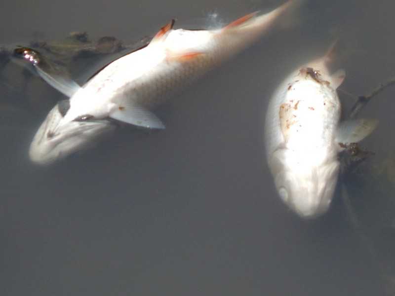 У річці Сівка на Калущині виявили загиблу рибу