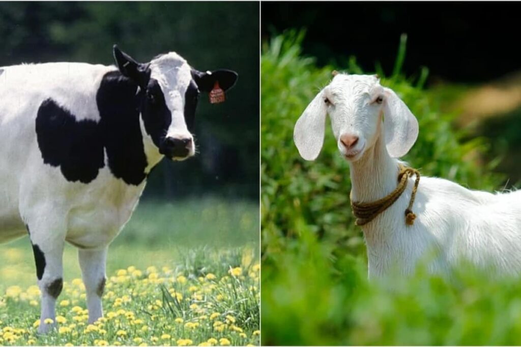 Жителі Коломийської громади отримають допомогу,на утримання сільськогосподарських тварин,Богдан Станіславський