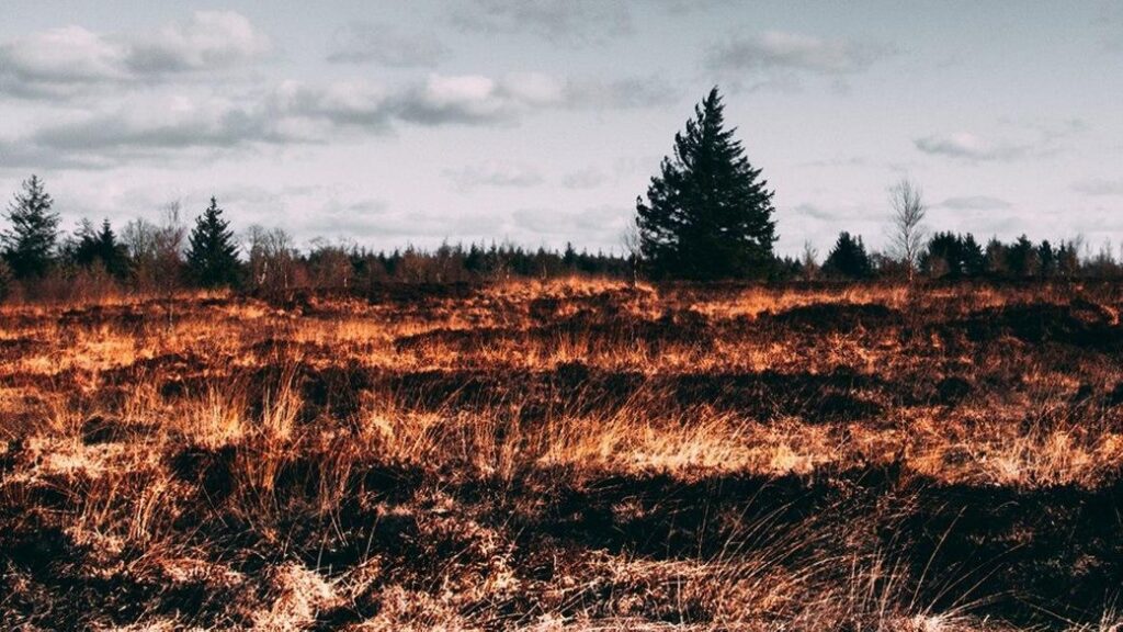 Прикарпатців попереджають про високу пожежну небезпеку