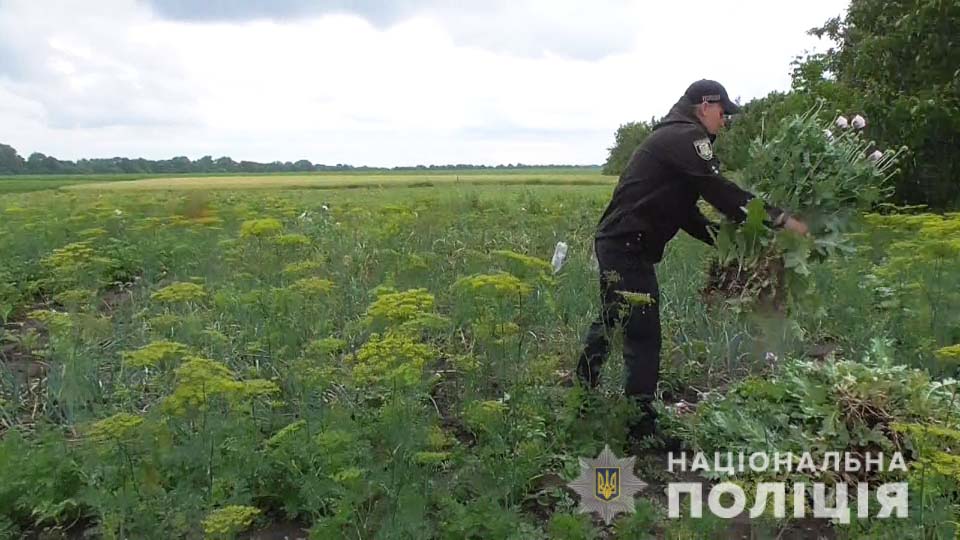 У Коломиї засудили жінку, яка виростила 240 рослин маку