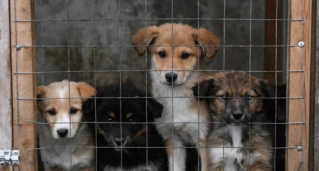 комунальний притулок для безпритульних тварин,В Івано-Франківську