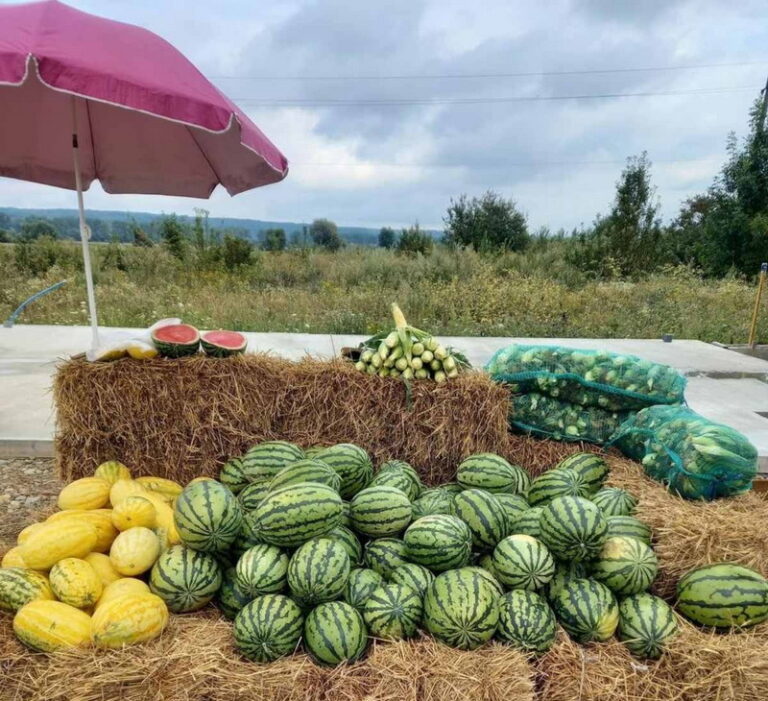 Цього сезону у Калусьій громаді планують зібрати 350-500 тонн кавунів