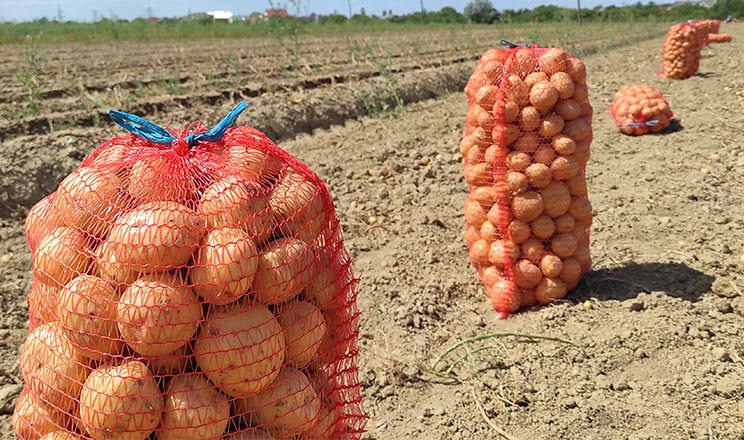 На Івано-Франківщині продовжується збір картоплі та овочевих культур