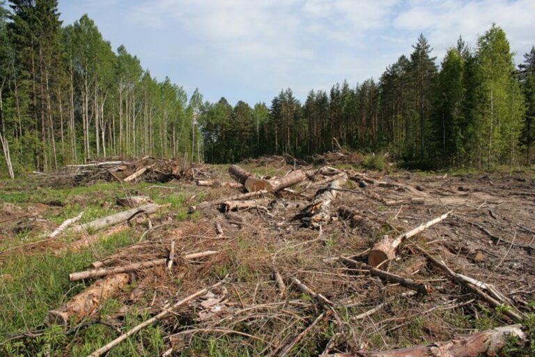 Калуська міська рада погодила вирубку у "Чорному лісі" в селі Вістова на 13 гектарах