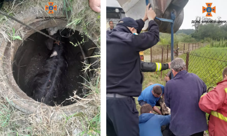 На Богородчанщині рятувальники витягнули корову з каналізаційного колектора. ФОТО