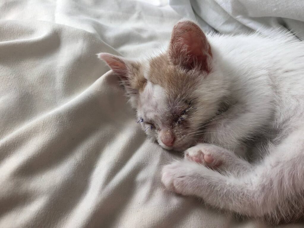 з притулка тварин з інвалідністю