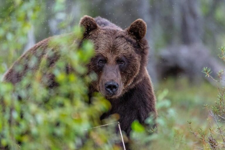 У селі Пістинь на Косівщині зафільмували ведмедя, який бігав вулицею ВІДЕО