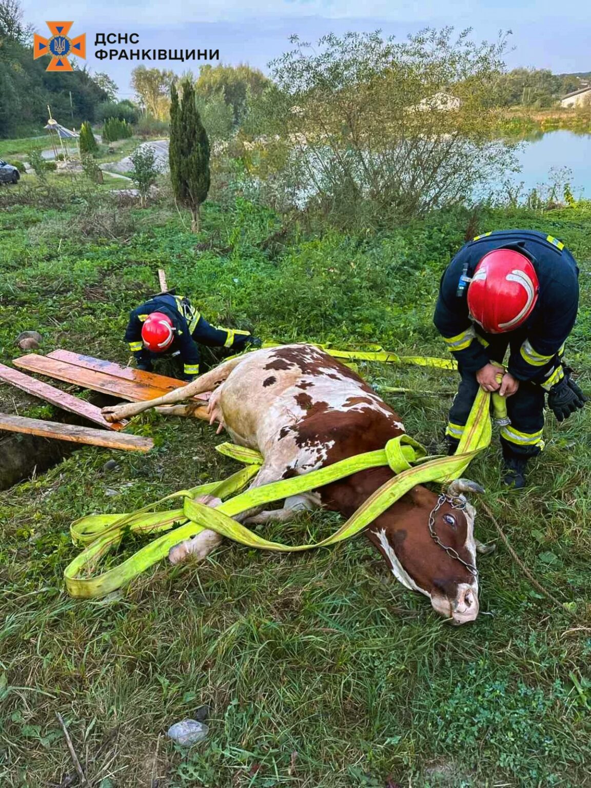 На Прикарпатті рятувальники витягували з ями корову