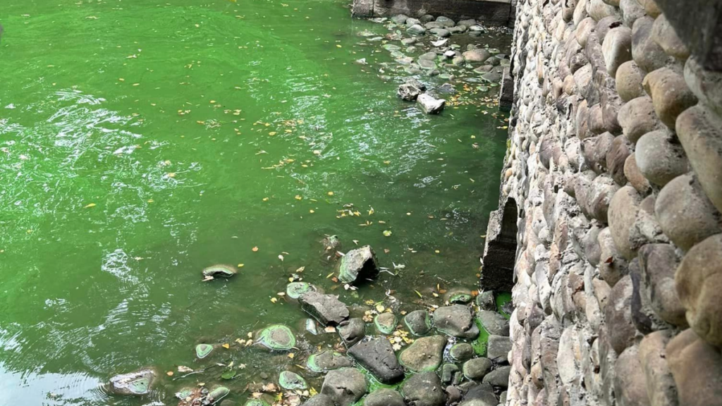 Чому цвітуть франківські озера в парку Шевченка: пояснення