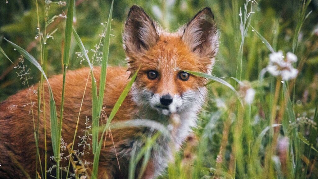 На Прикарпатті проведуть вакцинацію диких тварин проти сказу