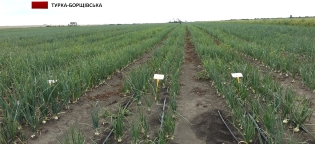 На Коломийщині працює одне з найбільших агропідприємств, де вирощують городину