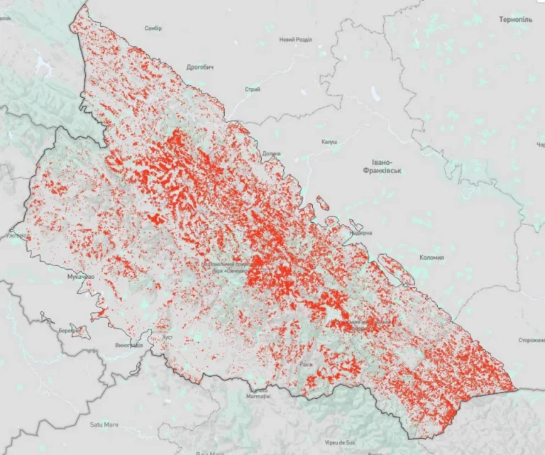 За останні 20 років в українській частині Карпат вирубали майже 10% лісового покрову