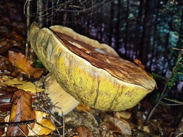 На Прикарпатті рятувальник знайшов у лісі 2-кілограмовий гриб. ФОТО