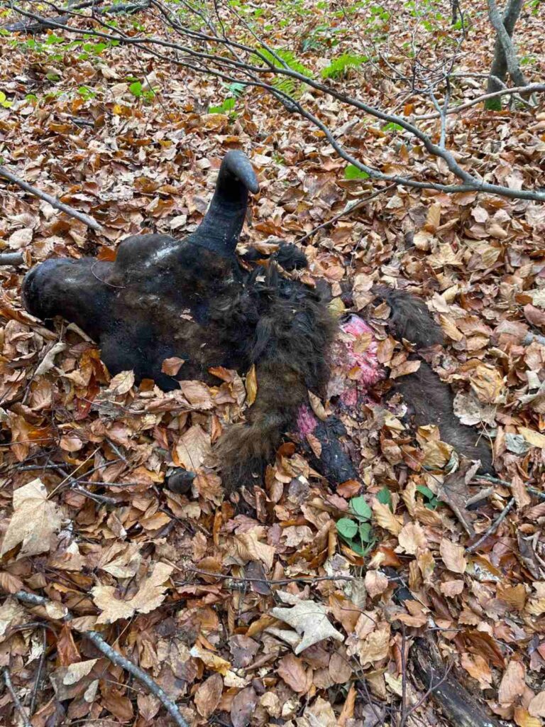 У національному парку на Львівщині браконьєри вбили двох червонокнижних зубрів