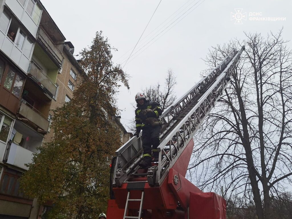 У Калуші рятувальники знімали з дерева кота