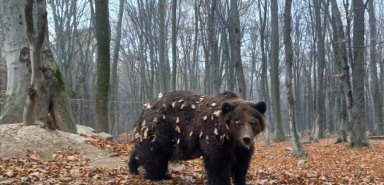 Ведмеді Галицького НПП остаточно залягли у зимову сплячку