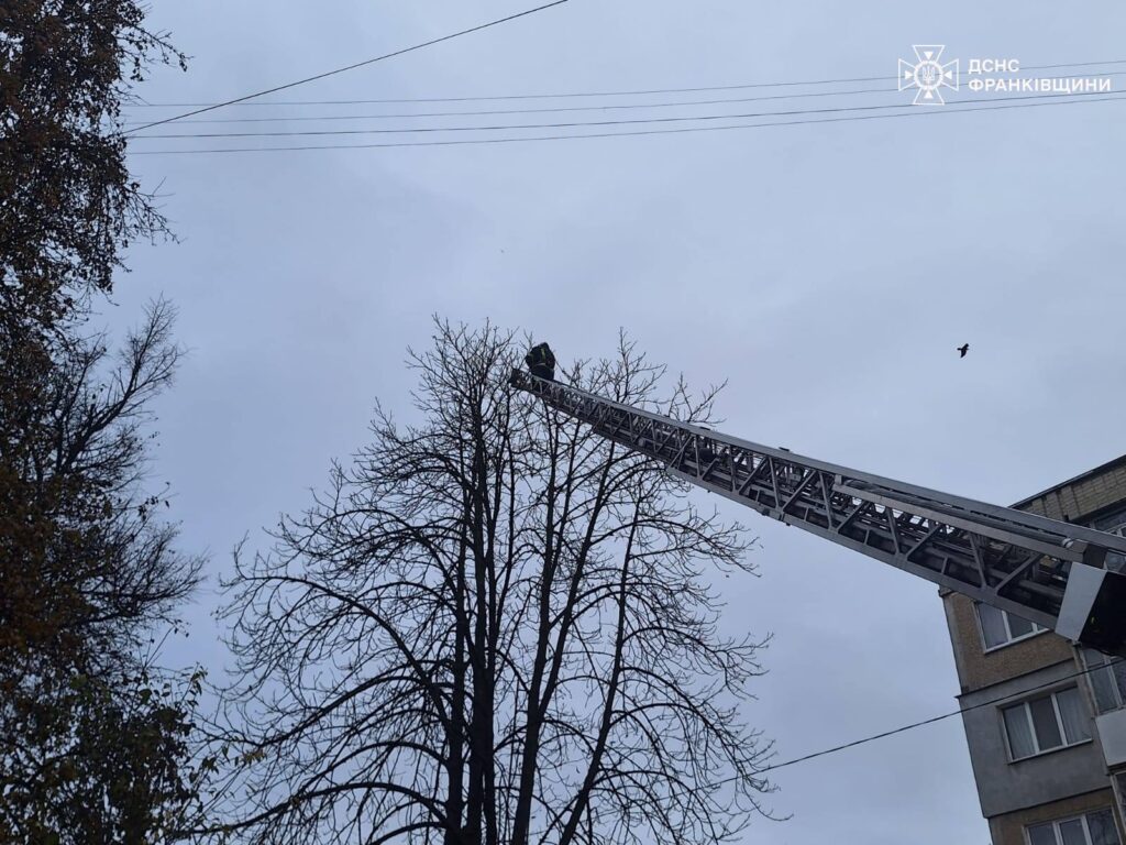 У Калуші рятувальники знімали з дерева кота