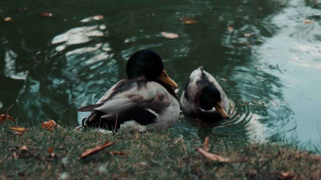 Якою буде погода 5 листопада в Івано-Франківську та області