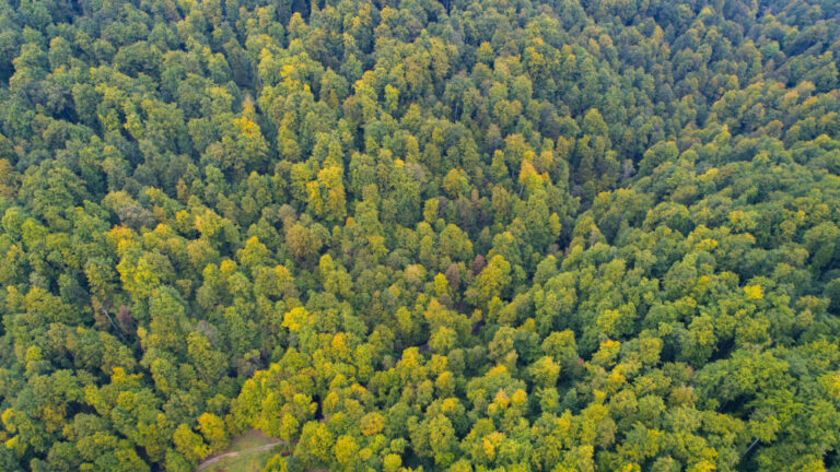 WWF-Україна: "Ліси України" саботує захист пралісів у горах Прикарпаття