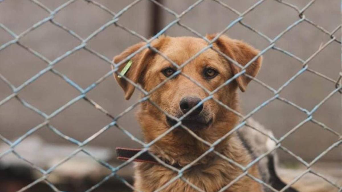 Безпритульні тваринки в Івано-Франківську шукають прихисток