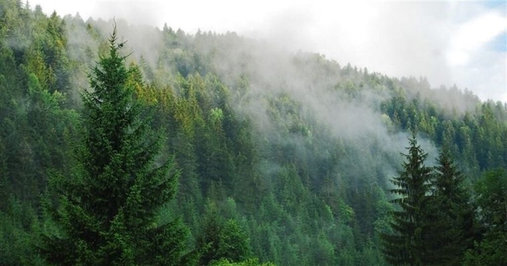 не мають статусу пралісів і природоохоронних об'єктів,гектари цінних лісів у Карпатах,державне підприємство Ліси України