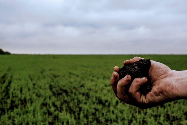 Прикарпатській підприємиці оголосили підозру у захопленні землі