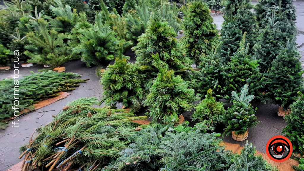 Скільки коштують ялинки в Івано-Франківську: огляд цін