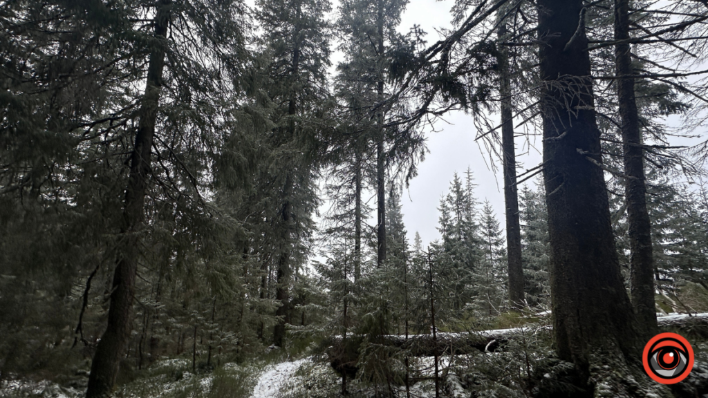 На Франківщині прокуратура вимагає захистити ботанічну пам’ятку природи